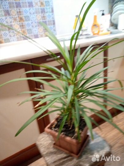 Домашние цветы