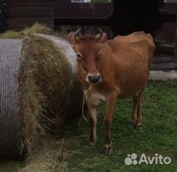 Джерсейская корова