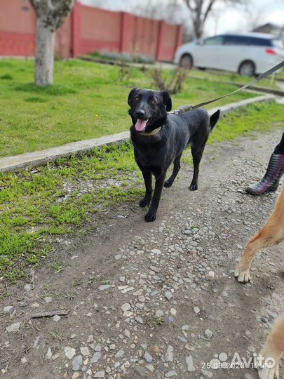 Собака в добрые руки