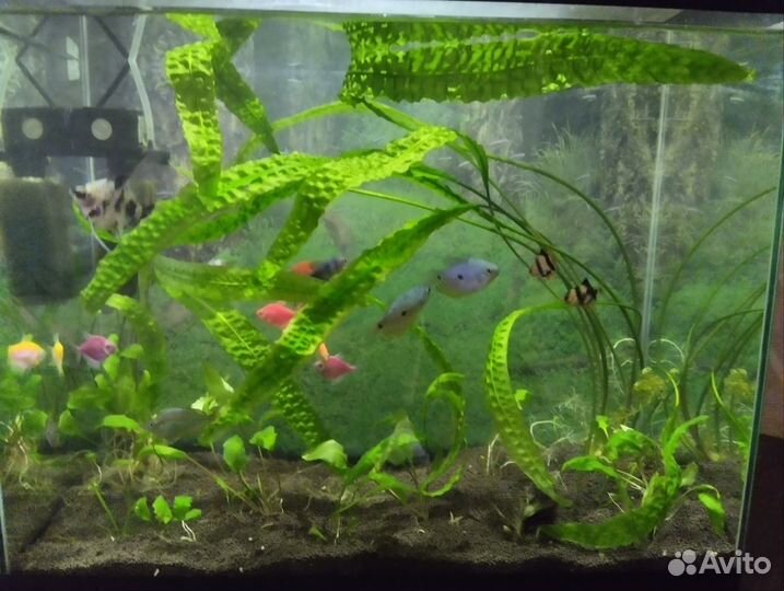 Аквариума действующий на 50 литров