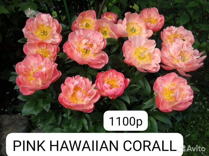 Пионы саженцы корни