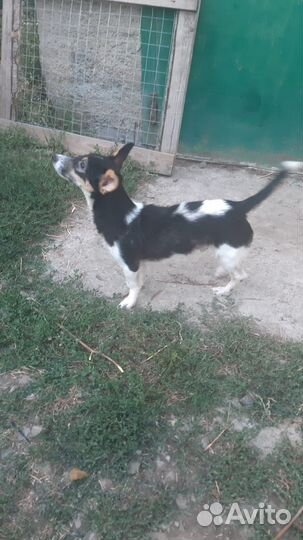 Молодой мальчик