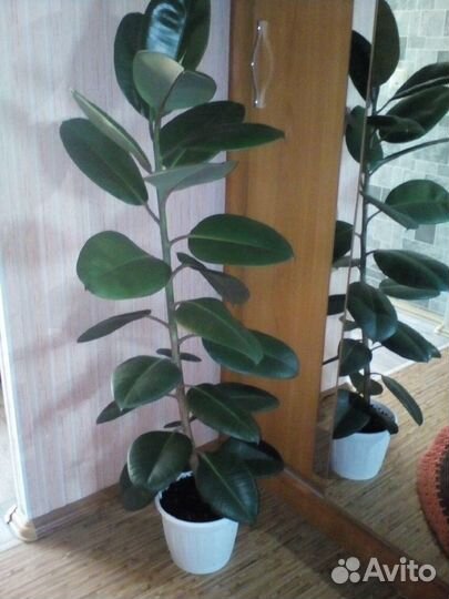 Продам цветы комнатные