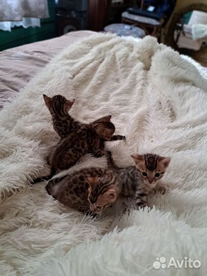 Бенгальская