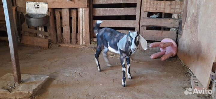 Нубийские козы