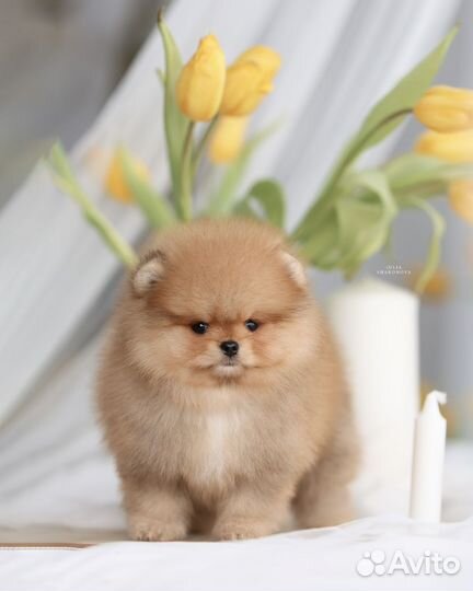 Померанский шпиц мини