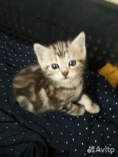 Котик в добрые руки