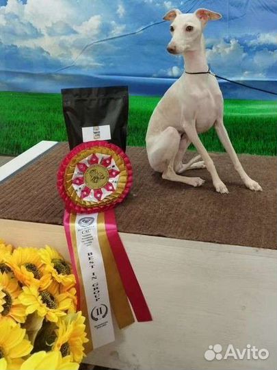 Собака левретка