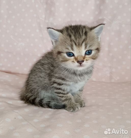 Шотландские котята