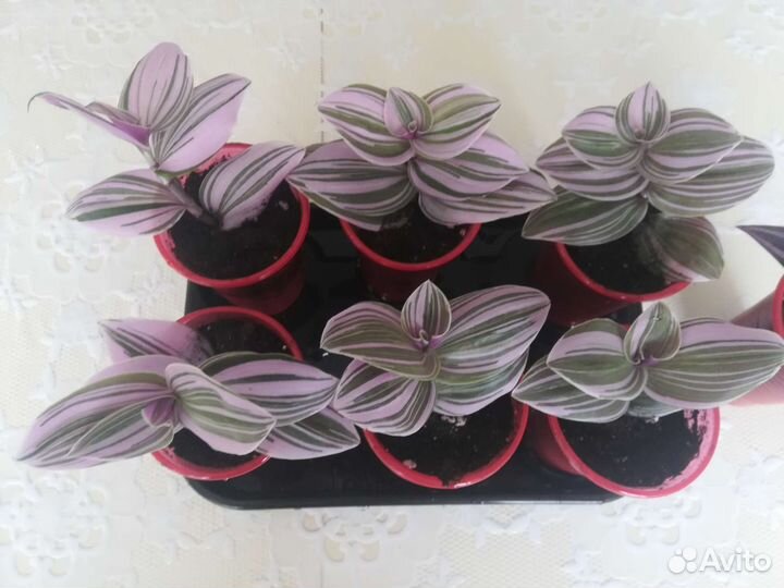 Традесканция зебрина, розовая