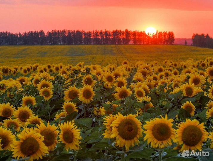 Семена гибридов кукурузы