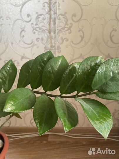 Замиокулькас