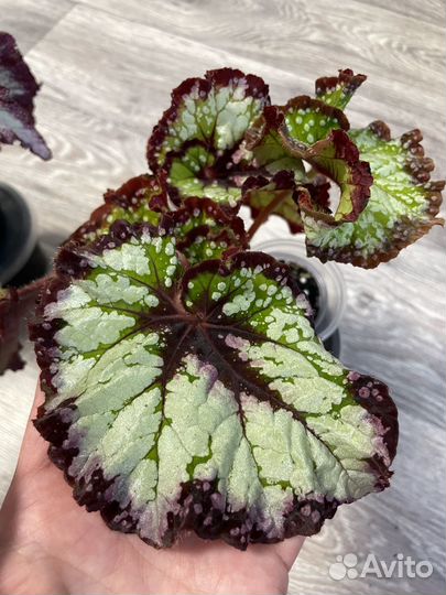Сортовая Бегония декоративно лиственная