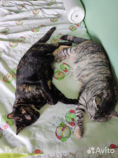 Кошка в добрые руки