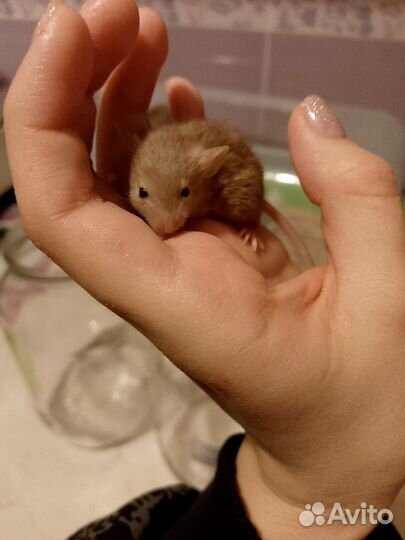 Декоративные цветные мышки