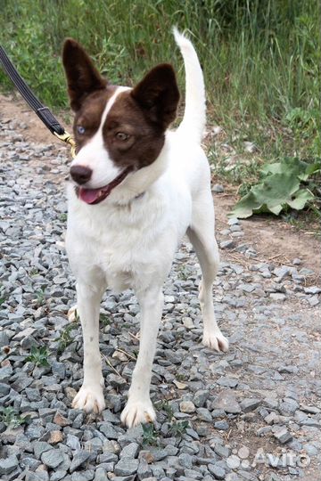 Белка ищет дом