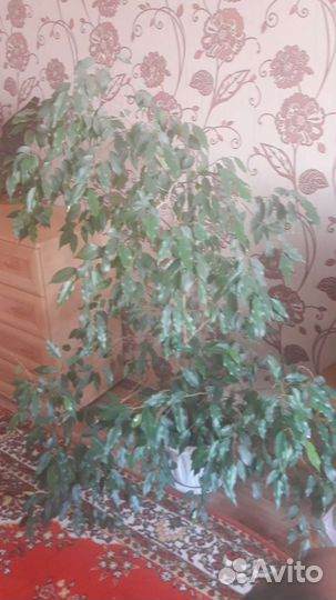 Алое, Толстянка(денежное дерево),Фикус, монстэра
