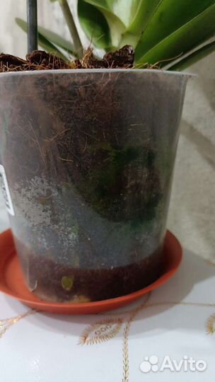 Орхидея фаленопсис gold staff