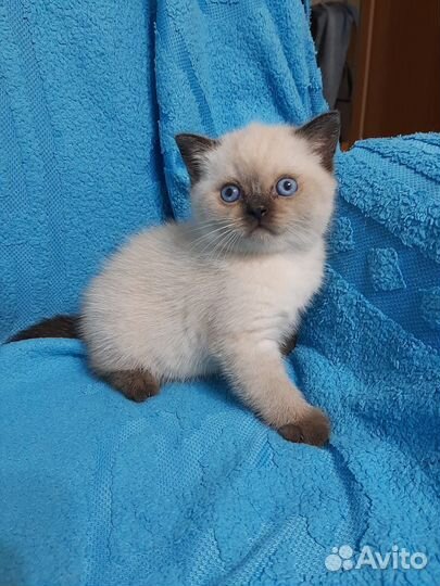 Голубоглазый красавчик