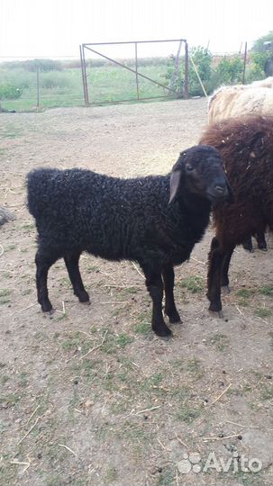 Курдючные барашки