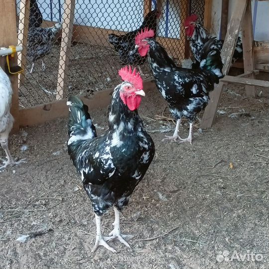 Инкубационное яйцо чёрно пёстрого австролорпа