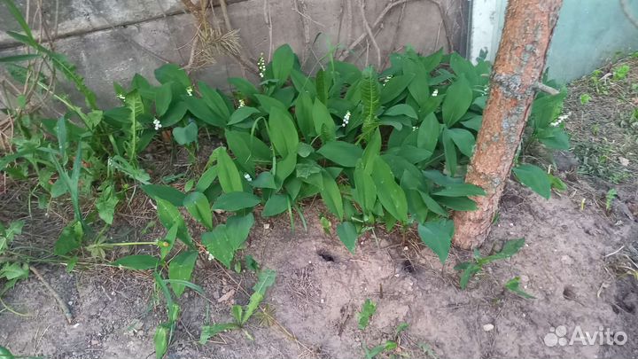 Ландыши садовые