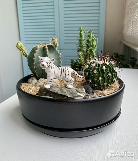 Кактусы и суккуленты. Композиция