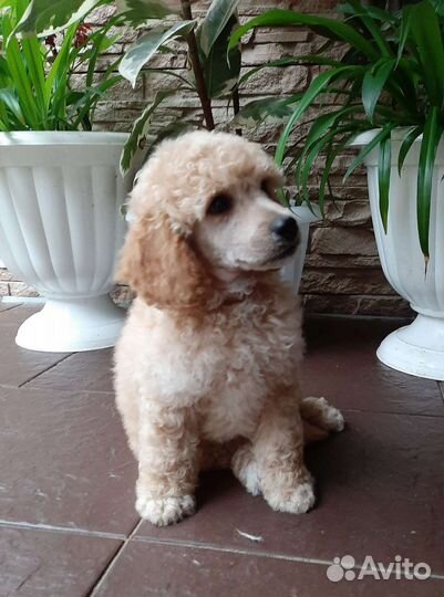 Малый пудель