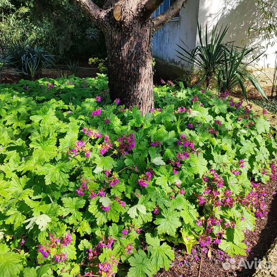 Герань крупнокорневищная почвопокровная