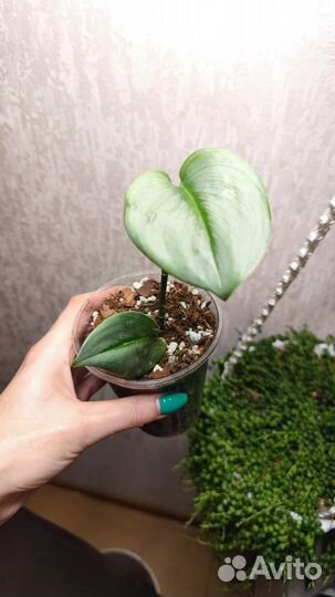 Сциндапсус Мунлайт (Scindapsus Moonlight)