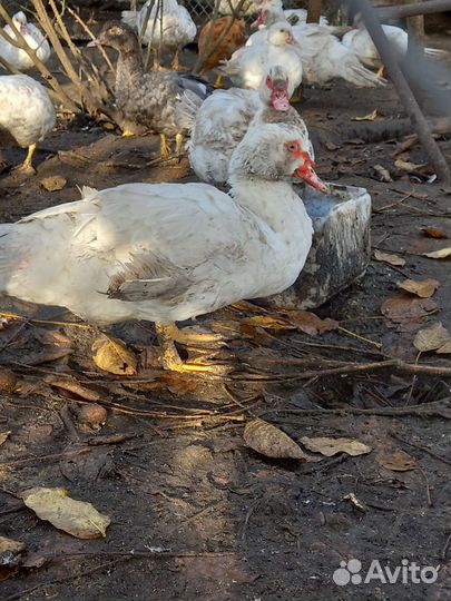 Мясо утки и яйцо куриное