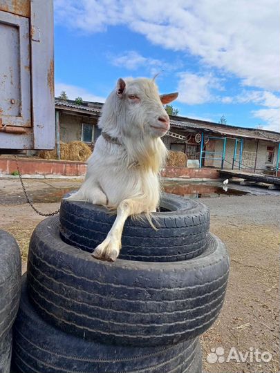 Бараны, козы