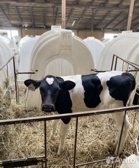 Бычки. Телята