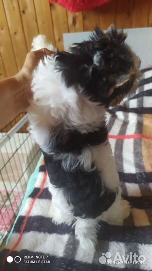 Мини девочка