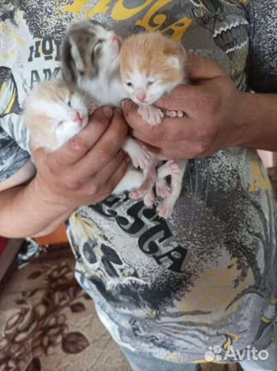 Котятки девчатки