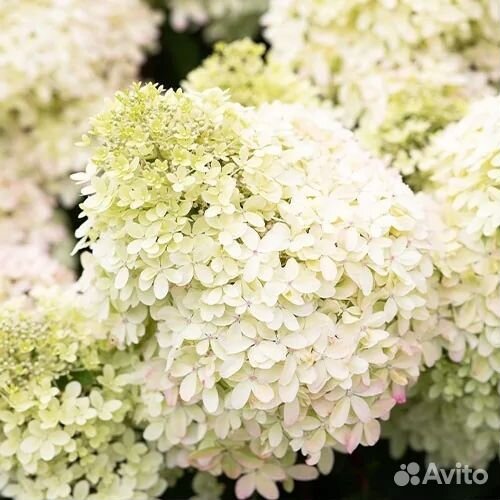 Гортензия метельчатая (14 сортов)