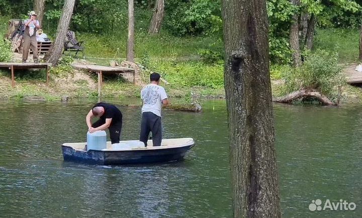 Живая хлорелла для чистки водоема