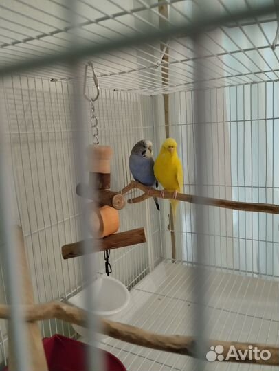 Волнистые попугаи чехи