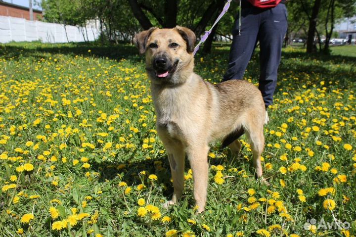 Щенок подросток ищет дом