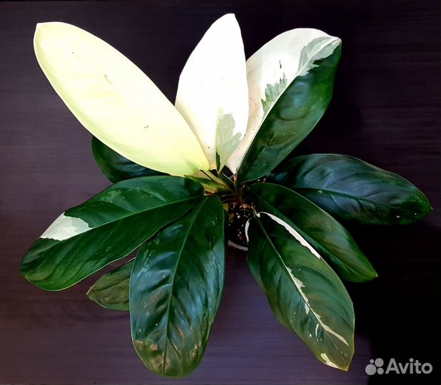 Аглаонема Phet Suphan, тайская