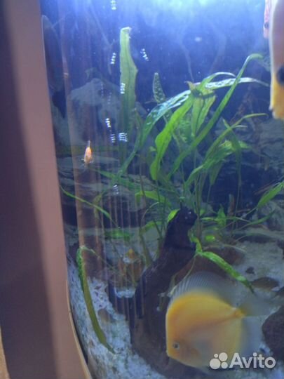 Украшение для аквариума