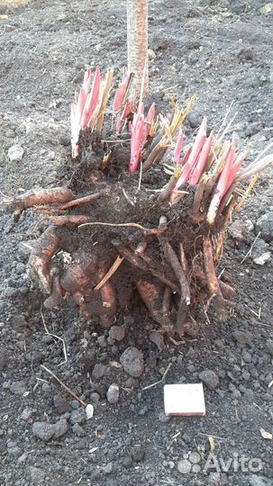 Саженцы гортензия, папоротник, пион, эхинацея