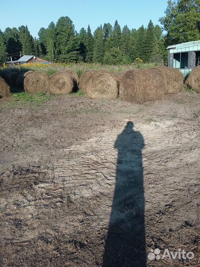 Сено в рулонах и тюках