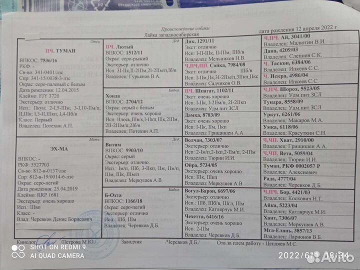 Западно-сибирская лайка