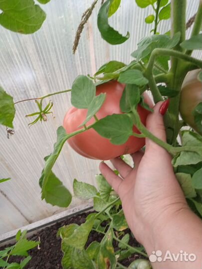 Помидоры домашние