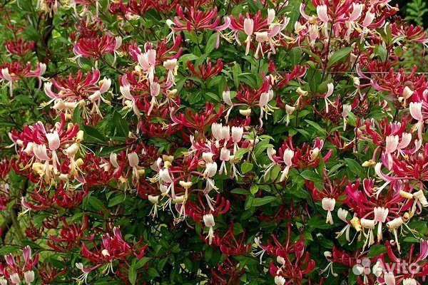 Магония падуболистная,бадан,хоста,спирея японская