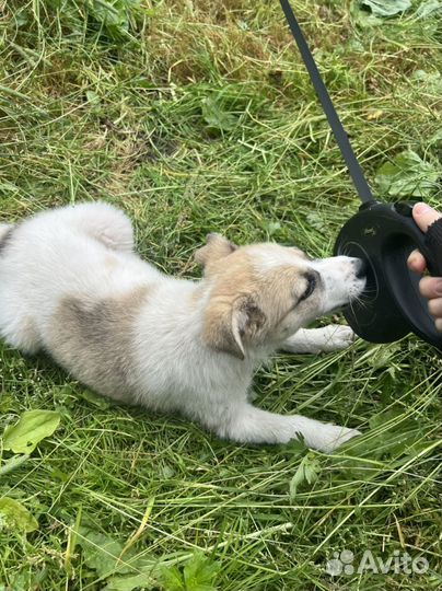 Щенок в добрые руки