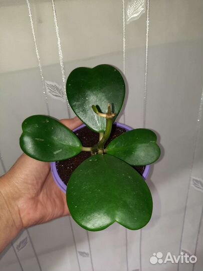 Хойя Керри (сердечко)