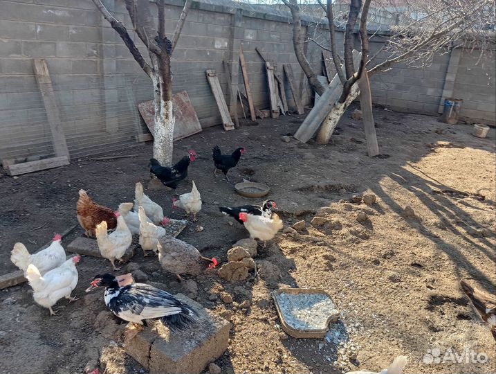 Продам петуха