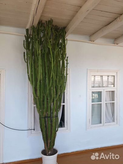 Молочай трехгранный